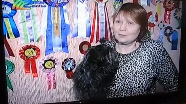 Питомник цветных болонок "ЦВЕТ ХИБИН".