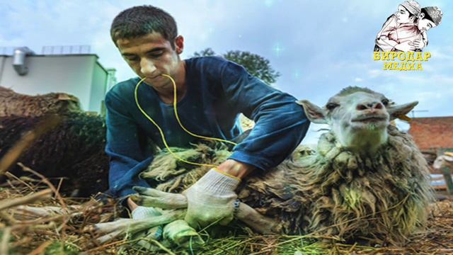 Абдулазиз Домла Курбонлик учун кандай куйлар суйилади? Бир ойлага нешта куй суйилади?