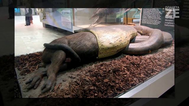 Самая большая живая змея в мире. Реальные кадры. Огромная змея! НОВОЕ 2014 смотреть онлайн