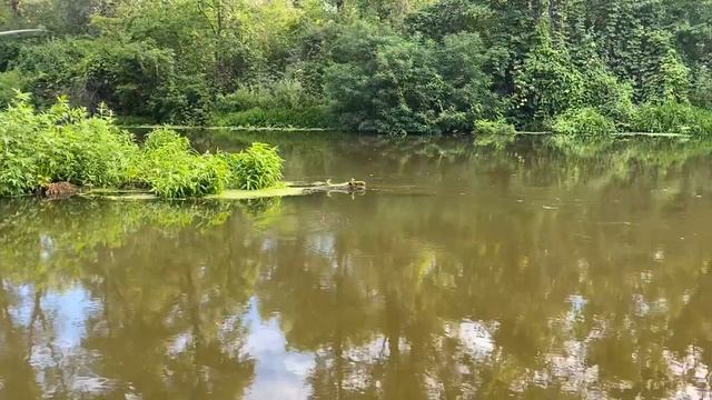 Безрыбный канал оказался с рыбой. 2 августа 2020 г. смотреть онлайн