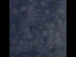 HOULY 2020 Daily. Day23.Worlds: Waterway