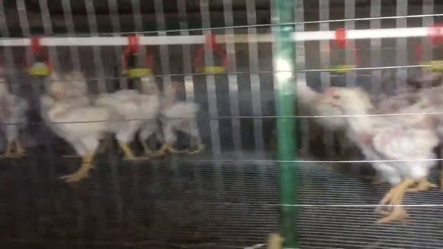 Птичий отель, ниппельное поение ! смотреть онлайн