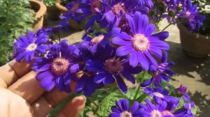 Cineraria Plant Care | How To Grow Cineraria flower | সিনেরেরিয়া | सिनिरेरिया