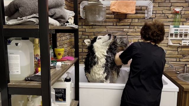 ТОП5 СОВЕТОВ // КАК ПОМЫТЬ ХАСКИ ДОМА? смотреть онлайн