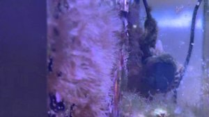 Раскармливаю пинцета Хелмона на айптазий