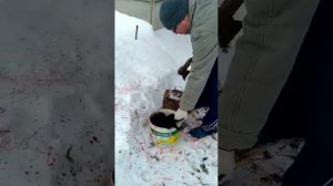 Как зарубить петуха)))