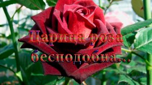 Царица роза бесподобна*  Мой сад