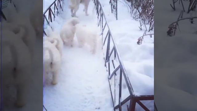 щенки Мареммо-Абруцкой овчарки смотреть онлайн