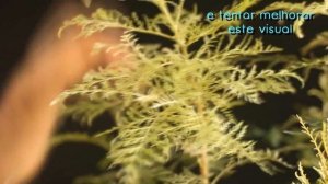 Floresta (Grevíllea robusta)