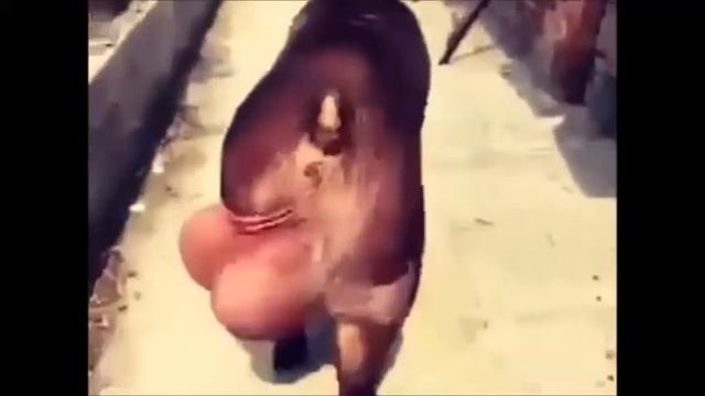 begemot смотреть онлайн