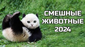 Смешные животные 2024 - попробуй не засмеяться! (№72) котики, котята