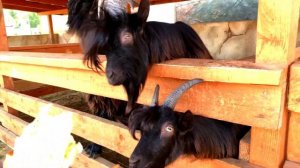 Родители говорят только да 24 часа! Челлендж только Да! // PW53