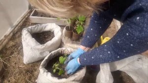 Как сажать огурцы? Отличный способ для раннего урожая.