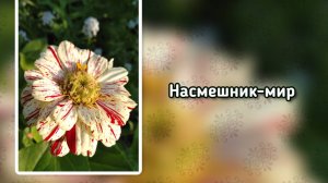 Насмешник-мир (+)