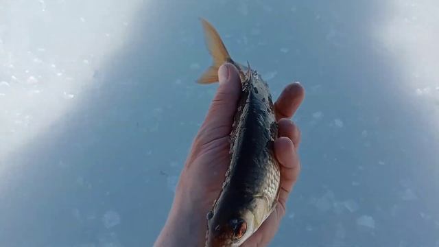 ОКУНИ И СОРОЖКА НА 8-9 МЕТРАХ !!! СОЛНЦЕ - ПОГОДА ПРОСТО ШЕПЧЕТ !!! Вполне отличный отдых))) смотреть онлайн