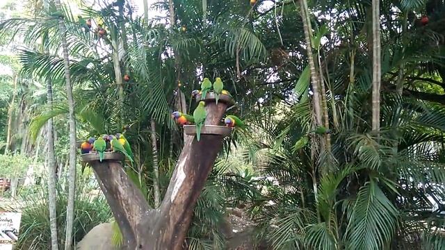 Кормление попугаев. Австралия. смотреть онлайн