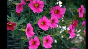 Красивая музыка и разнообразие петуний