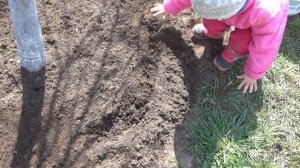 Как я оформляю приствольные круги плодовых деревьев. Что посеять и чем замульчировать. Весенний ухо