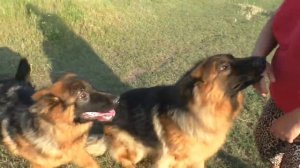 Прогулка с Зэфой и Ютой. Длинношерстные немецкие овчарки. Long-haired German Shepherds.