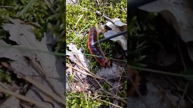 Древоточец пахучий (гусінь Cossus cossus). + ніж) смотреть онлайн