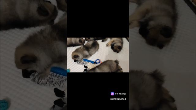 #кеесхонд #купитьщенка #купитьщенкашпица #щенки #щенкипродажа #собака