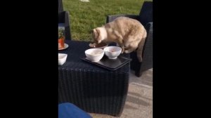 Веселые котики 1