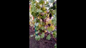 Домашний виноградник в Белгородской области. Лучшая формировка и высокая урожайность.