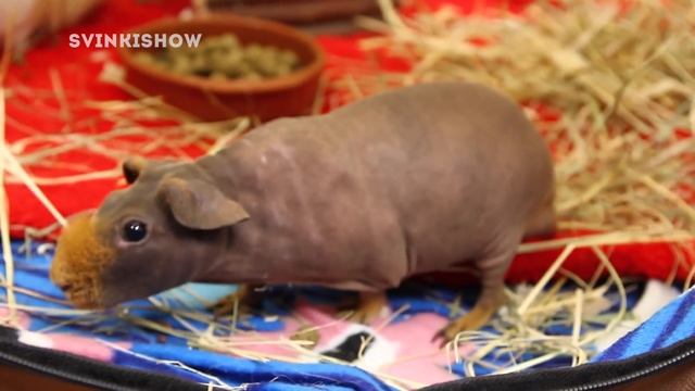 РЕАКЦИЯ АРНОЛЬДА НА ТОЛИКА!!! Помнят Ли Морские Свинки Друг Друга? смотреть онлайн