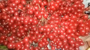 Царская  ягода  калина