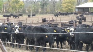 Что Происходит, Когда Китай Перестаёт Покупать Мясо у Твоей Страны