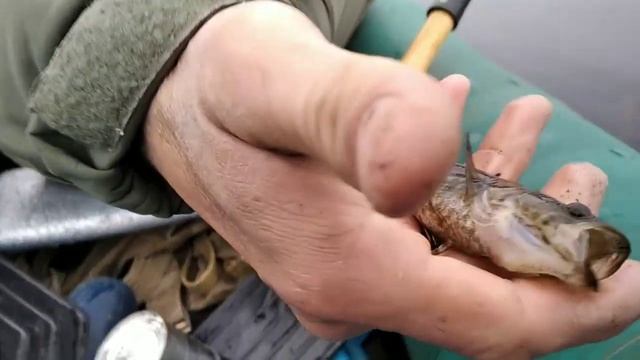 Сравнение ПОПЛА ПОППЕРА с БОКОВЫМ КИВКОМ по ротану.