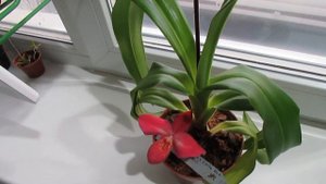 Цветение орхидеи фрагмипедиум (Phragmipedium Peruflora's Cirila Alca)