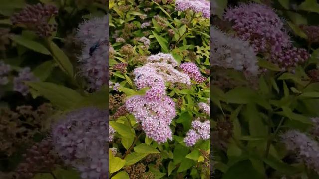 ПРЕКРАСНОЕ РЯДОМ. Спирея. смотреть онлайн