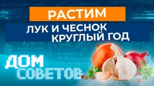 Растим лук и чеснок круглый год