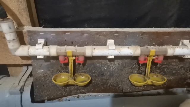 ниппельные поилки,как избавиться от сырости на полу  у птицы