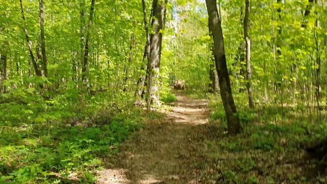 ТУТ ПРОГУЛИВАЛАСЬ ЕКАТЕРИНА || летом 1775г. в Павлино (Бывшее Троицкое) смотреть онлайн