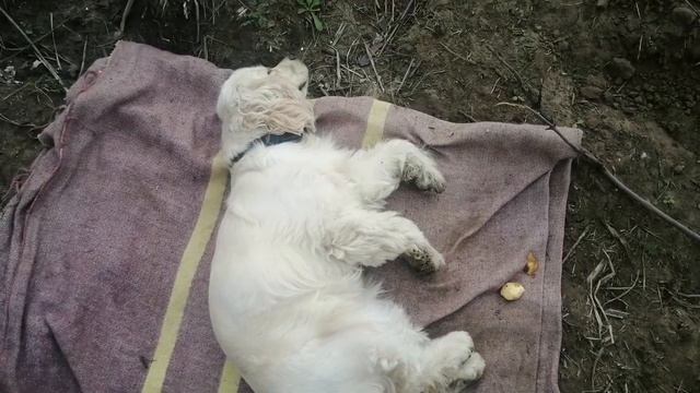 Спаниель.Охотник в деле) смотреть онлайн