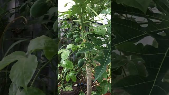 Выращиваем папайю смотреть онлайн