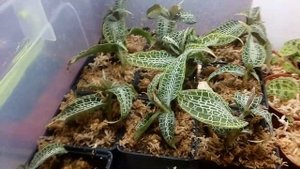 Бокс с драгоценными орхидеями Flask Jewel Orchids
