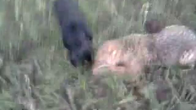 Охота на шакала, догнали! смотреть онлайн