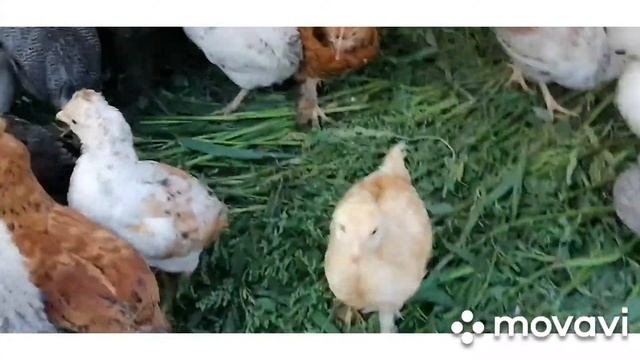 Вывел цыплят на улицу! Более 80 разных цыплят. Ручная курица?