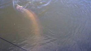 Сом на урез, Сура, август 2015г