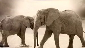 Так выглядит видео с 25-м кадром на самом деле