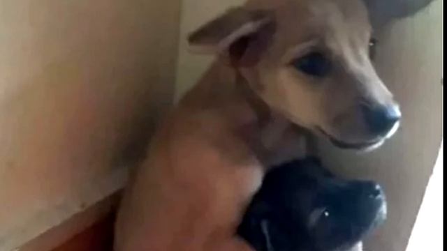 Эти щенки обнимались перед усыплением. Их уже ничто не могло спасти! смотреть онлайн