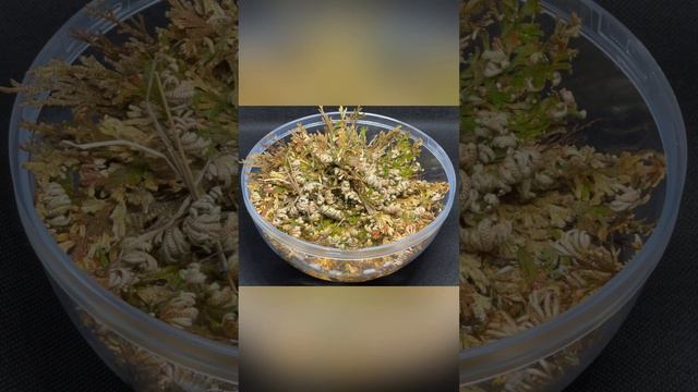 Resurrection Plant Time lapse video | Rose of Jericho | Dinosaur Plant | Anastatica or Selaginella