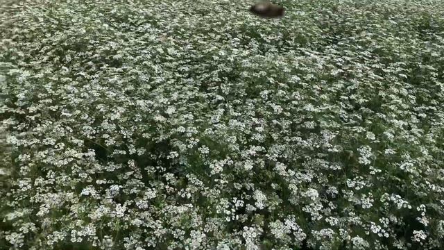 Максимальное приближение пасеки смотреть онлайн