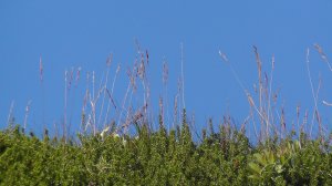 Дикая природа соловков