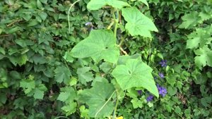 О выращивании огурцов в открытом грунте на шпалере.