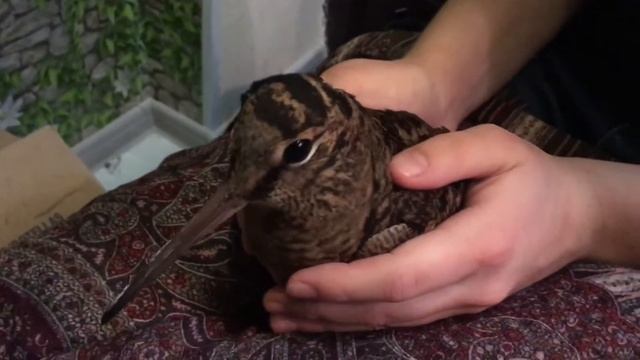 Какие звуки издает вальдшнеп - What sounds does a woodcock make смотреть онлайн