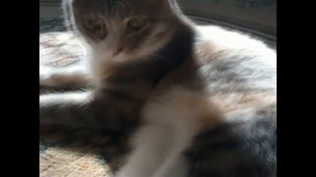 Зачем кошке усы смотреть онлайн